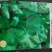 茼蒿种子品质优耐寒耐抽苔抗病生长较快