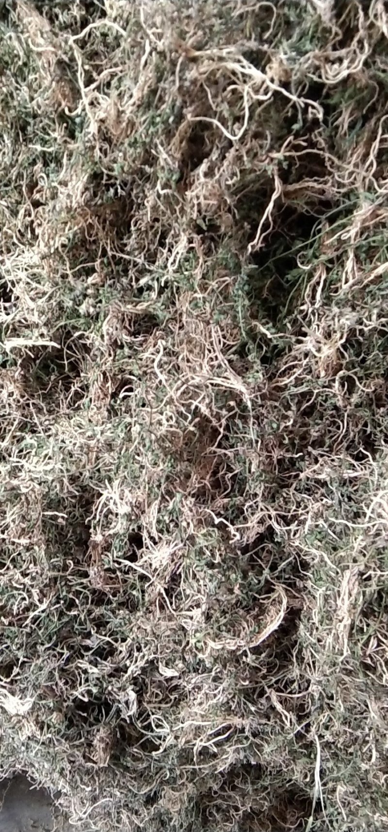水洗带根半边莲大量现货一手货源量大从优欢迎电话
