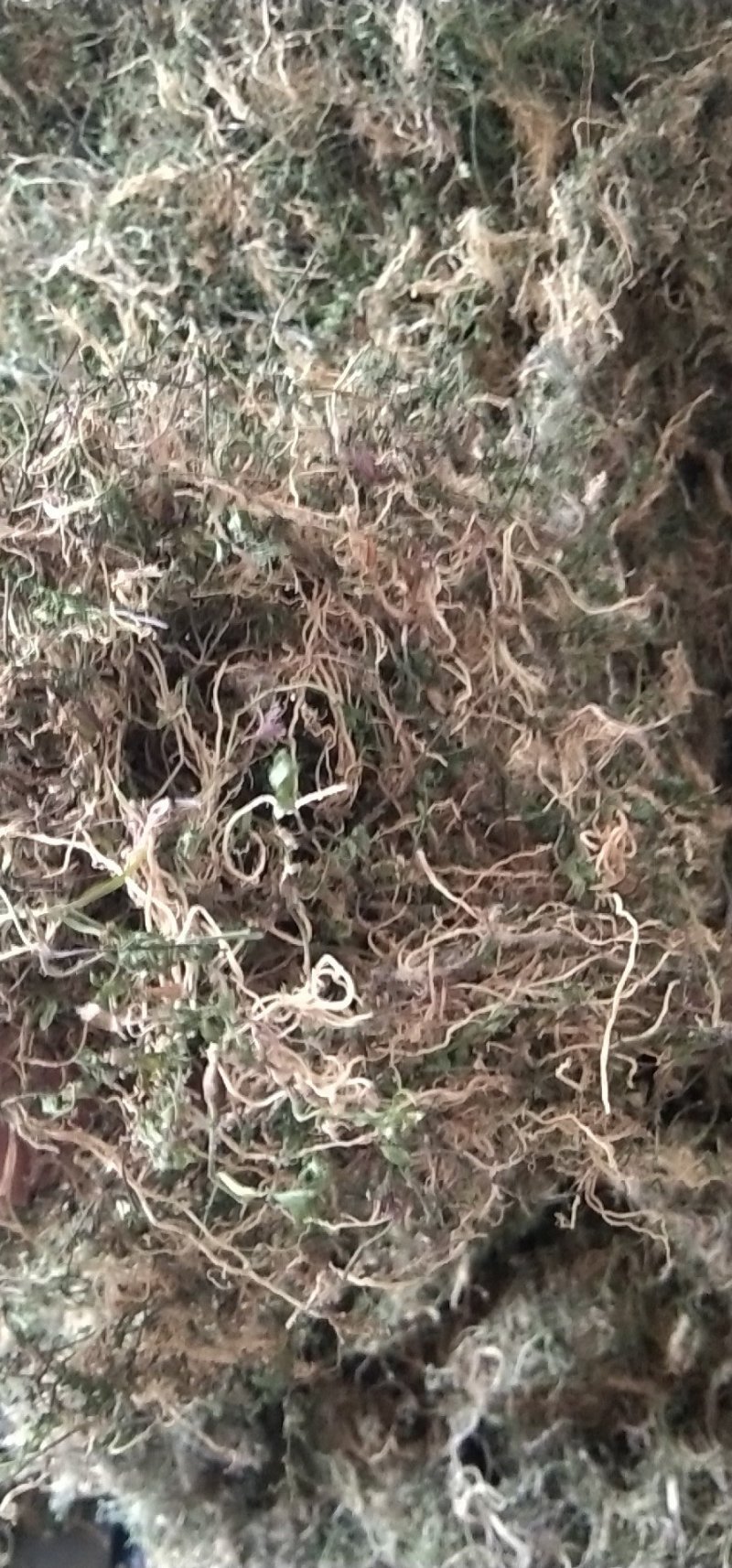水洗带根半边莲大量现货一手货源量大从优欢迎电话