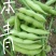 山东毛豆大量上市了一手货源品质保证诚信经营欢迎来电
