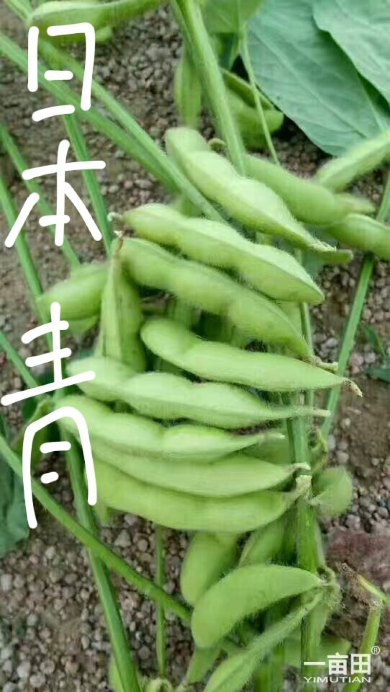 山东毛豆大量上市了一手货源品质保证诚信经营欢迎来电