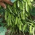 山东毛豆大量上市了一手货源品质保证诚信经营欢迎来电