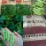 山东毛豆大量上市了一手货源品质保证诚信经营欢迎来电