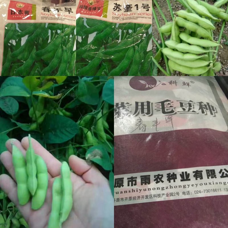 山东毛豆大量上市了一手货源品质保证诚信经营欢迎来电