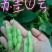 山东毛豆大量上市了一手货源品质保证诚信经营欢迎来电