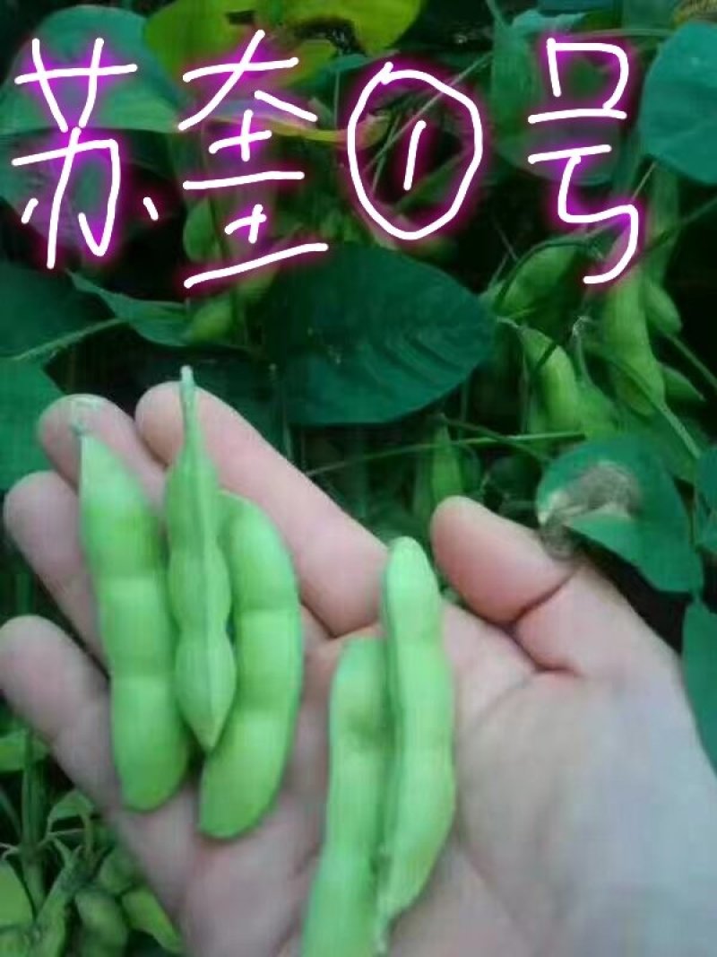 山东毛豆大量上市了一手货源品质保证诚信经营欢迎来电