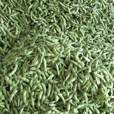 山东毛豆大量上市了一手货源品质保证诚信经营欢迎来电