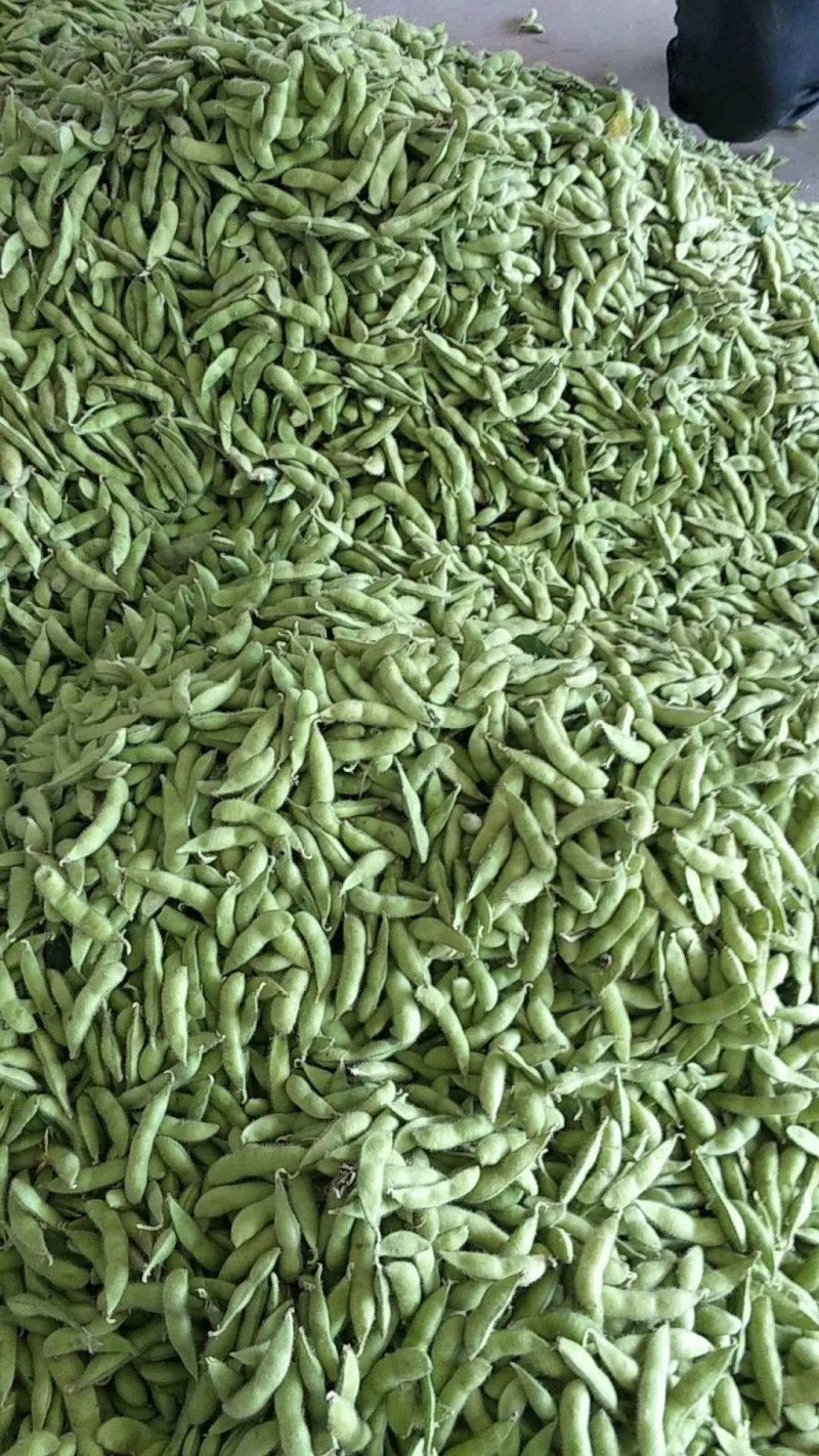 山东毛豆大量上市了一手货源品质保证诚信经营欢迎来电