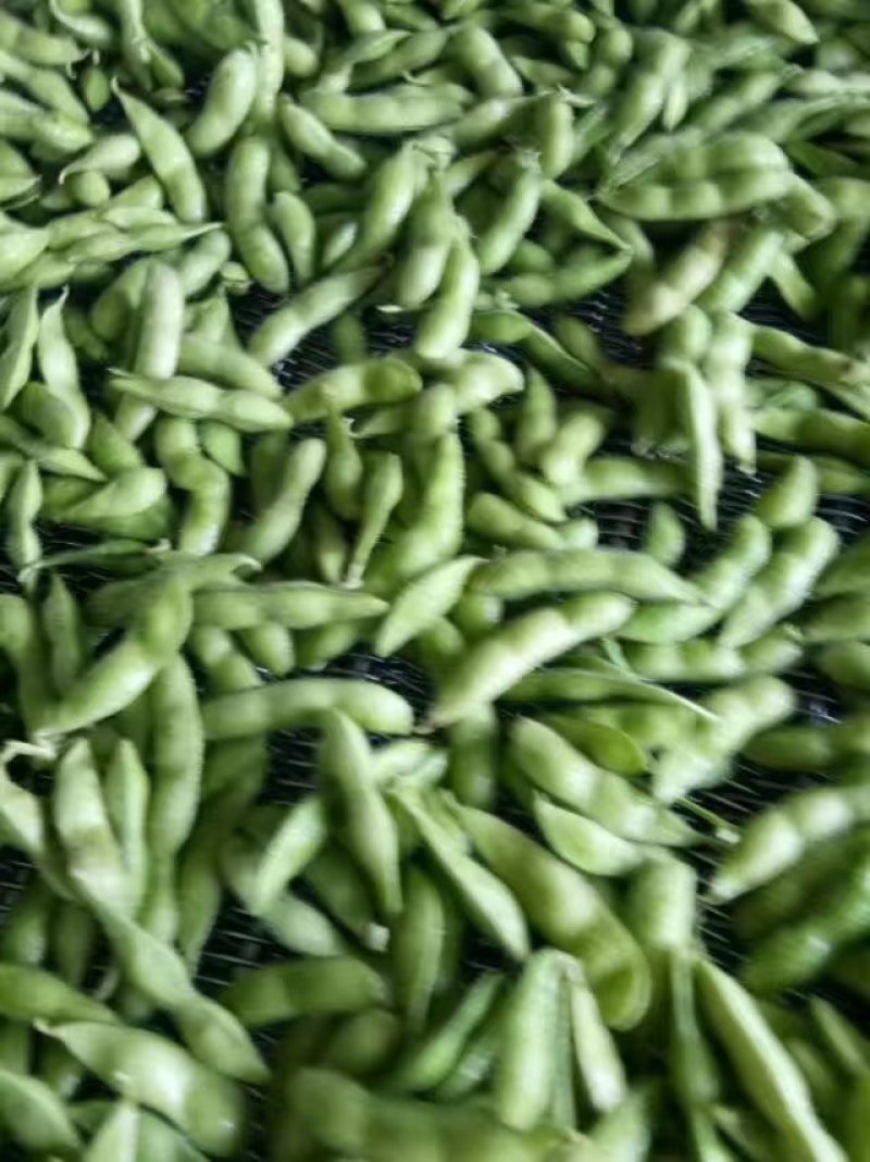 山东毛豆大量上市品质保证诚信经营欢迎各位老板选购