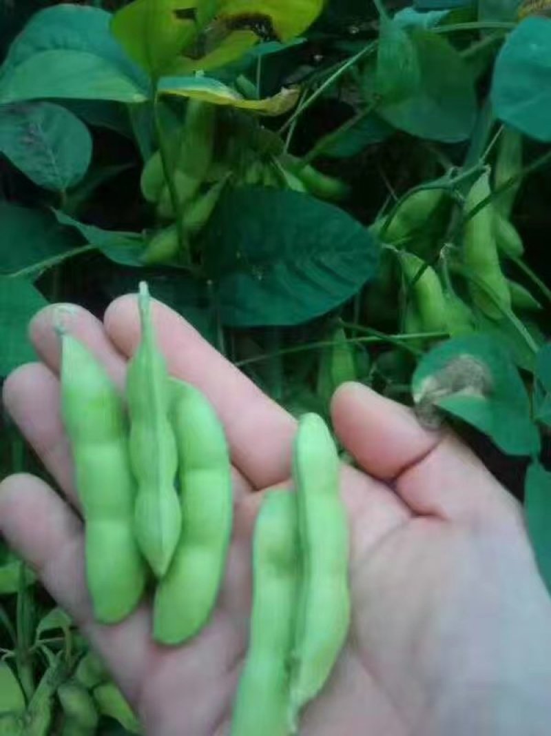 山东毛豆大量上市品质保证诚信经营欢迎各位老板选购