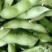山东毛豆大量上市品质保证诚信经营欢迎各位老板选购