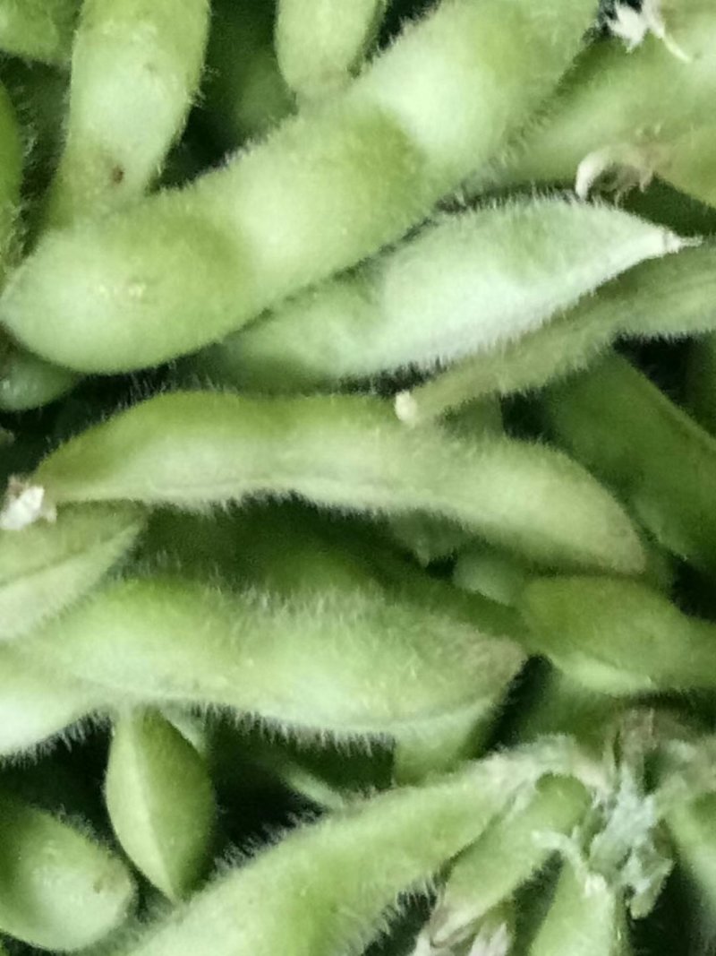 山东毛豆大量上市品质保证诚信经营欢迎各位老板选购