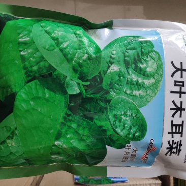 木耳菜种子大叶木耳菜种子