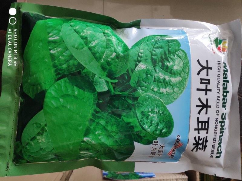 木耳菜种子大叶木耳菜种子