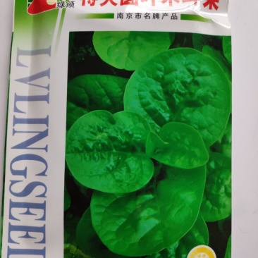 木耳菜种子绿领特大圆叶木耳菜种子