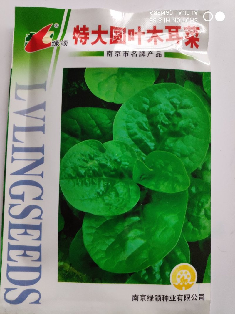 木耳菜种子绿领特大圆叶木耳菜种子