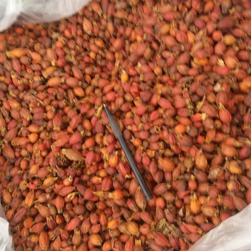 振兴药材批发供应栀子规格齐全产地直供一手货源全国发货