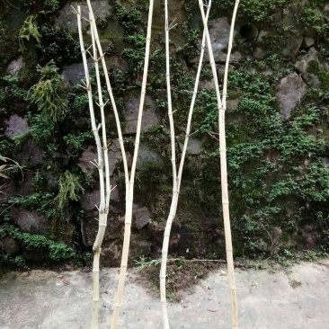 老煤竹，丫形竹