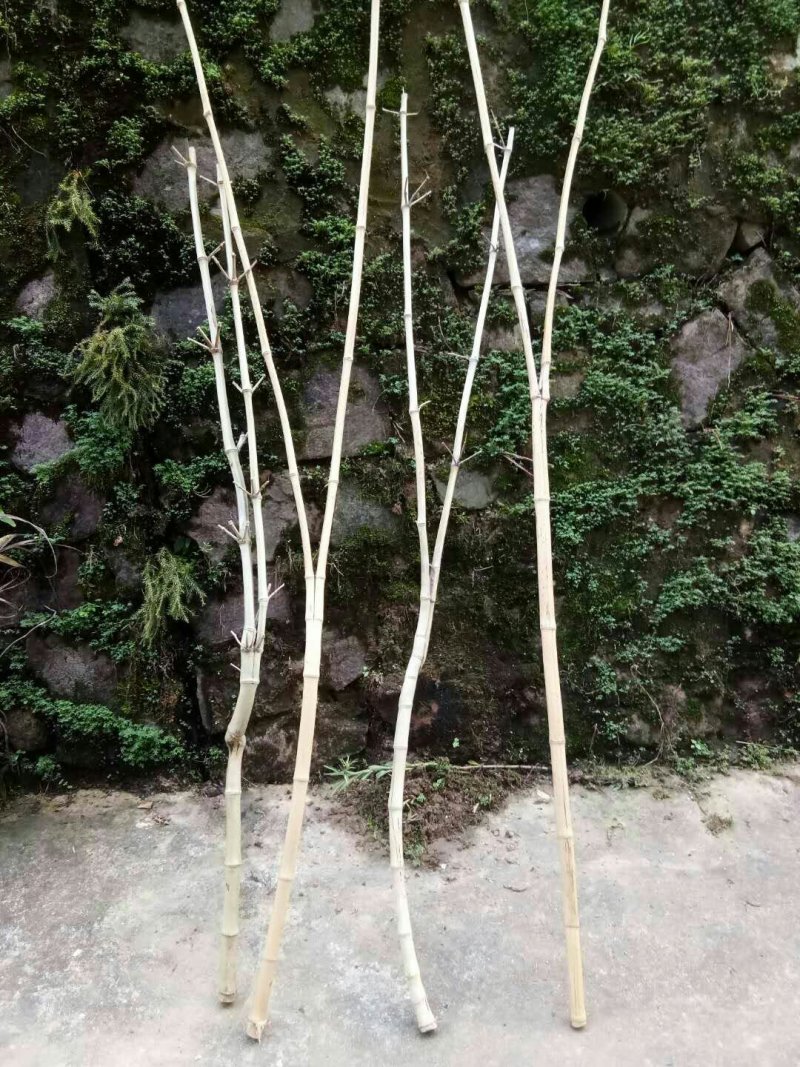 老煤竹，丫形竹
