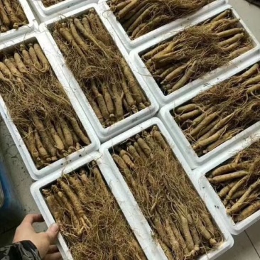 【特别推荐】各种规格长白山新鲜人参，优质选货，