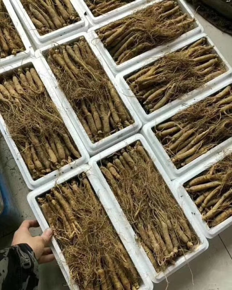 【特别推荐】各种规格长白山新鲜人参，优质选货，