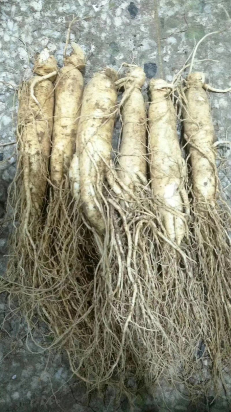 【特别推荐】各种规格长白山新鲜人参，优质选货，