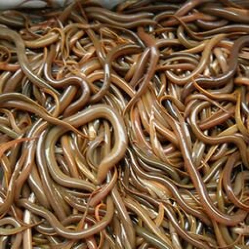 优质黄膳苗、提供养殖技术、专业扶持养殖、可回购成品