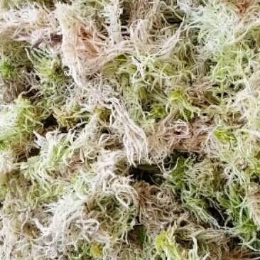 原生态水苔