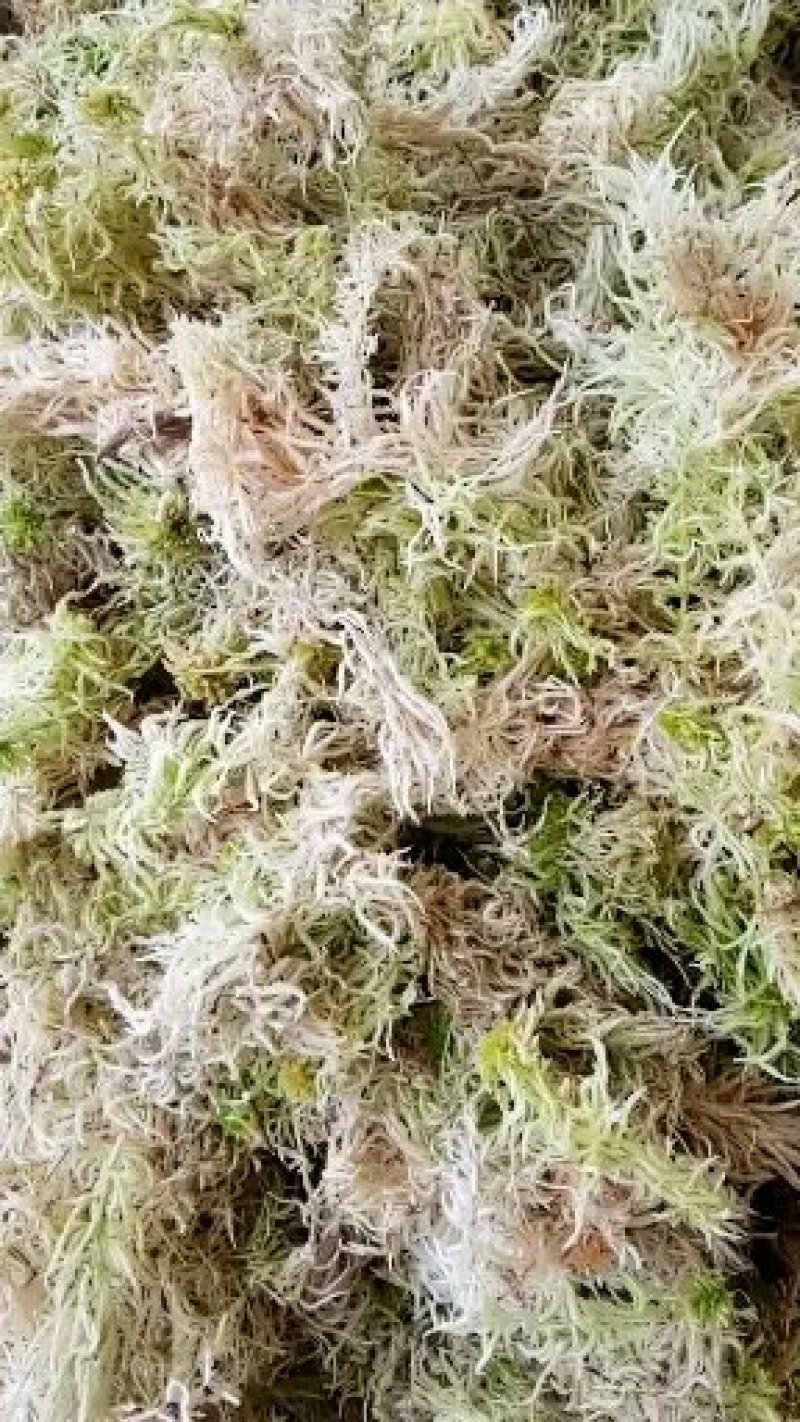 原生态水苔