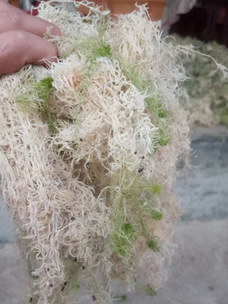 原生态水苔