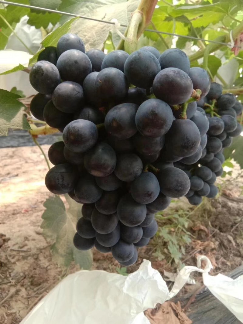夏黑葡萄