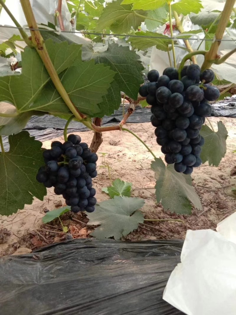 夏黑葡萄