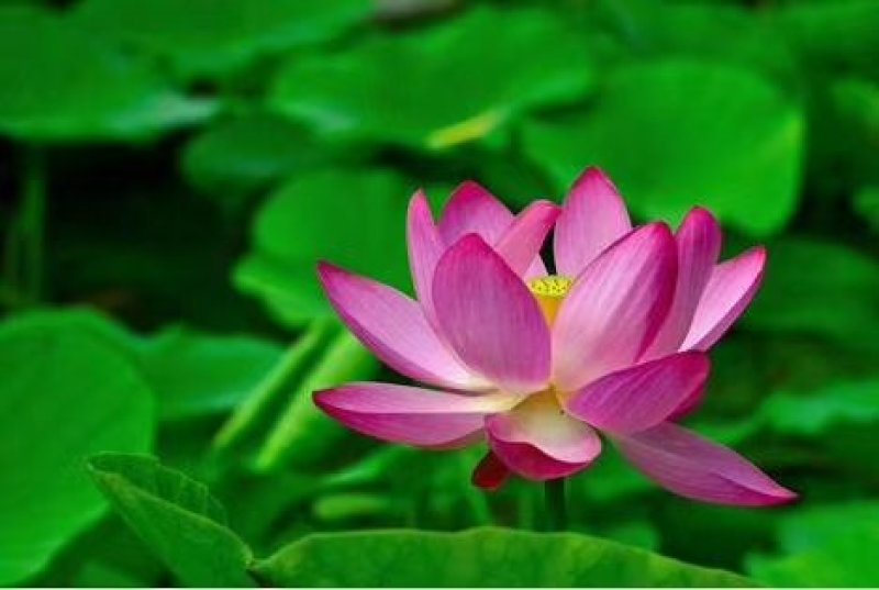 碗莲种子水生植物多年生种子品种种子厂家直销欢迎咨询