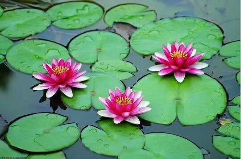 碗莲种子水生植物多年生种子品种种子厂家直销欢迎咨询