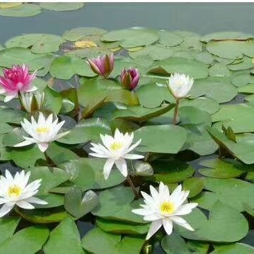 碗莲种子水生植物多年生种子品种种子厂家直销欢迎咨询