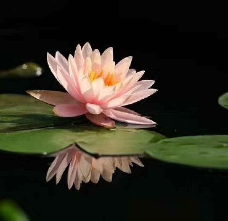 碗莲种子水生植物多年生种子品种种子厂家直销欢迎咨询