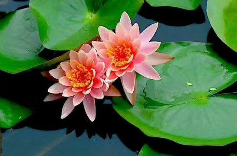 碗莲种子水生植物多年生种子品种种子厂家直销欢迎咨询