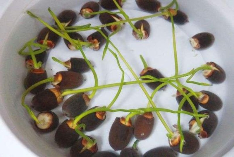 碗莲种子水生植物多年生种子品种种子厂家直销欢迎咨询