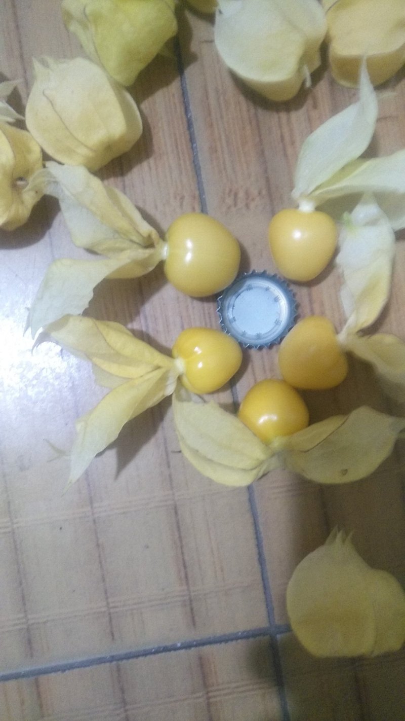 灯笼果