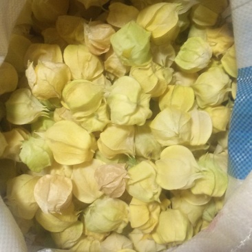 灯笼果