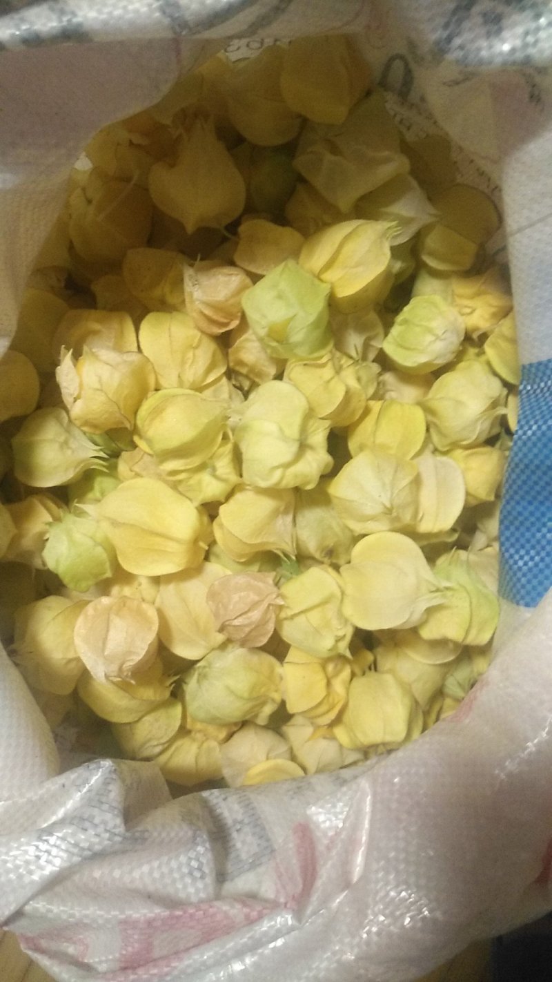 灯笼果