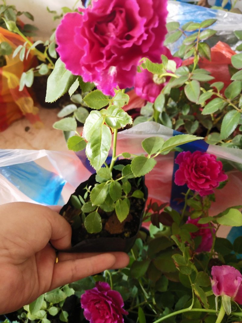 月季小苗带营养杯发货，四季开花不断，颜色混搭。