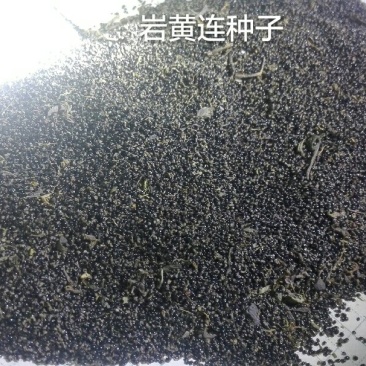 岩黄连种子