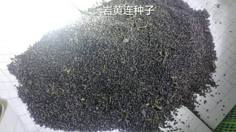岩黄连种子