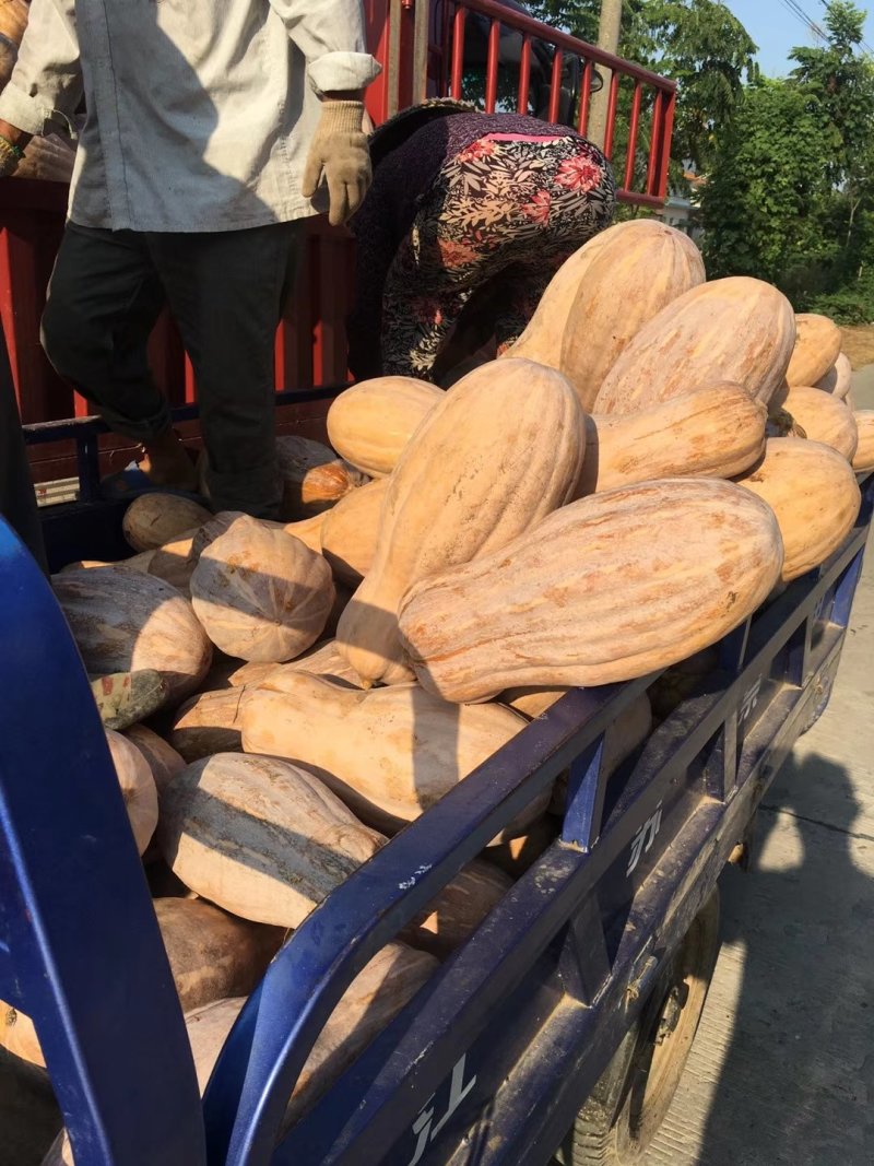 南瓜大量上市，品种齐全，超市加工厂市场