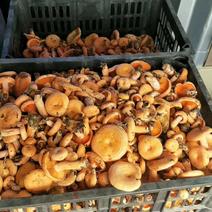 松乳菇特级枞菌菇，毛草菇。