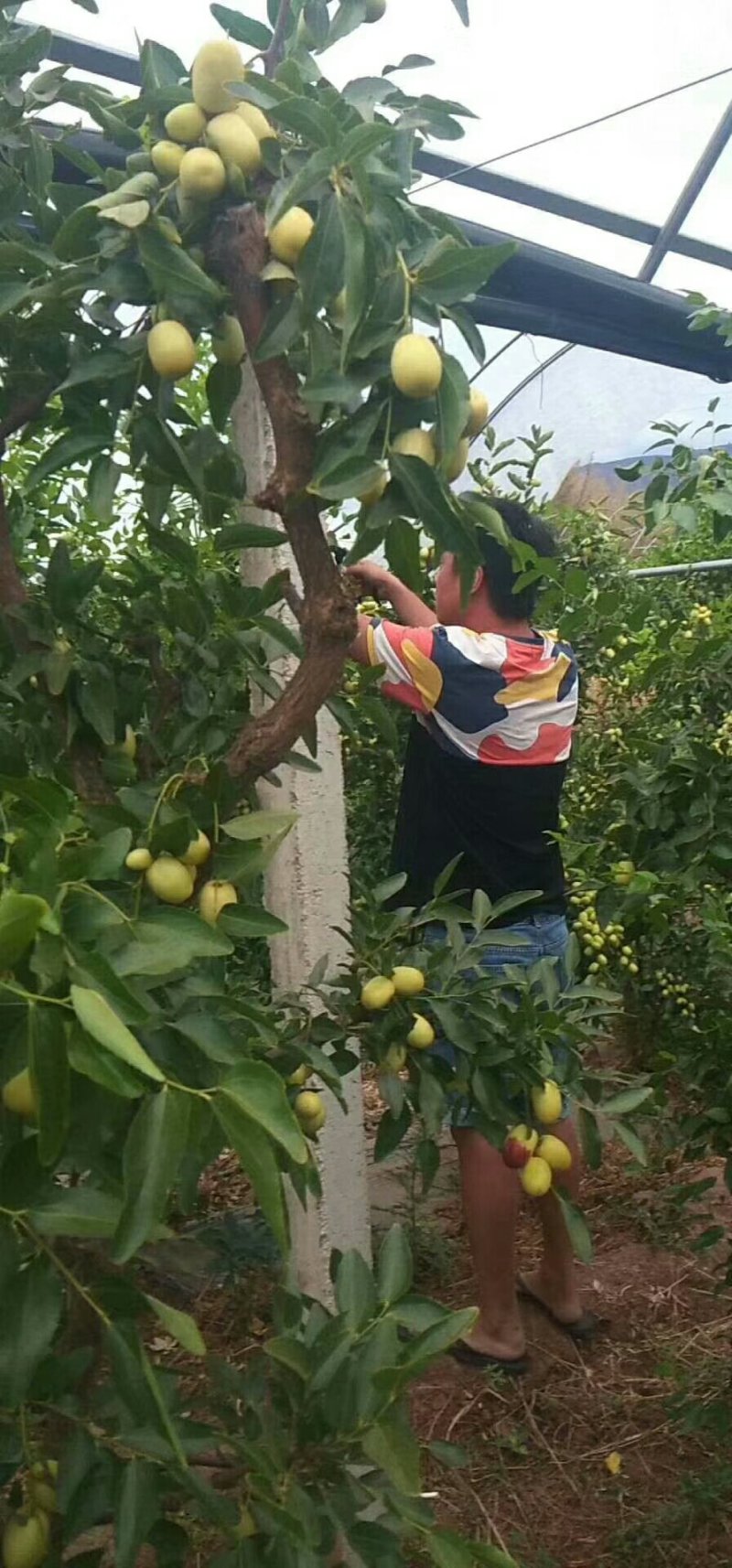 冬枣
