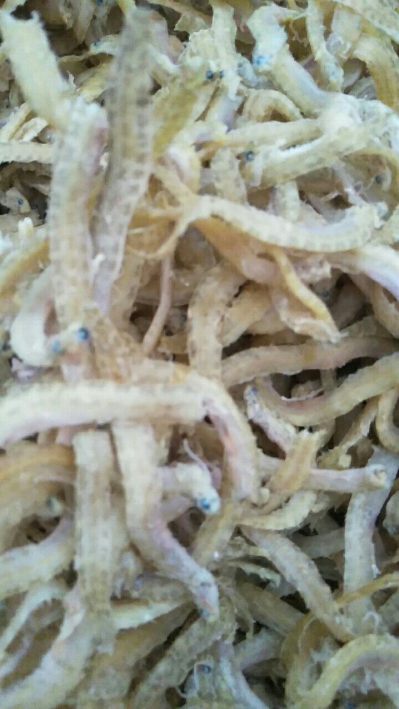 凤尾鱼