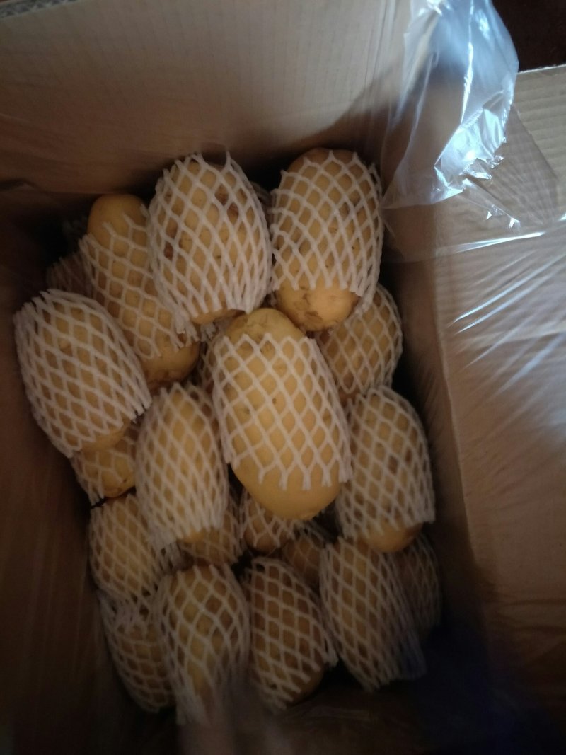 【荐】万亩土豆，青岛精品土豆，现摘现发，保质保量可接商超