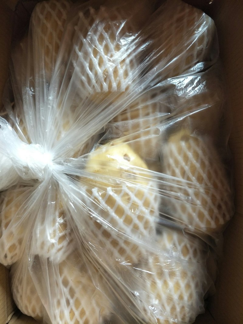 【荐】万亩土豆，青岛精品土豆，现摘现发，保质保量可接商超